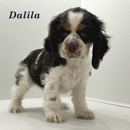 puppy, for, sale, Cocker Spaniel, Joe & Cherri  Overlease, dog, breeder, Miller, MO, dog-breeder, puppy-for-sale, forsale, nearby, find, puppyfind, locator, puppylocator, aca